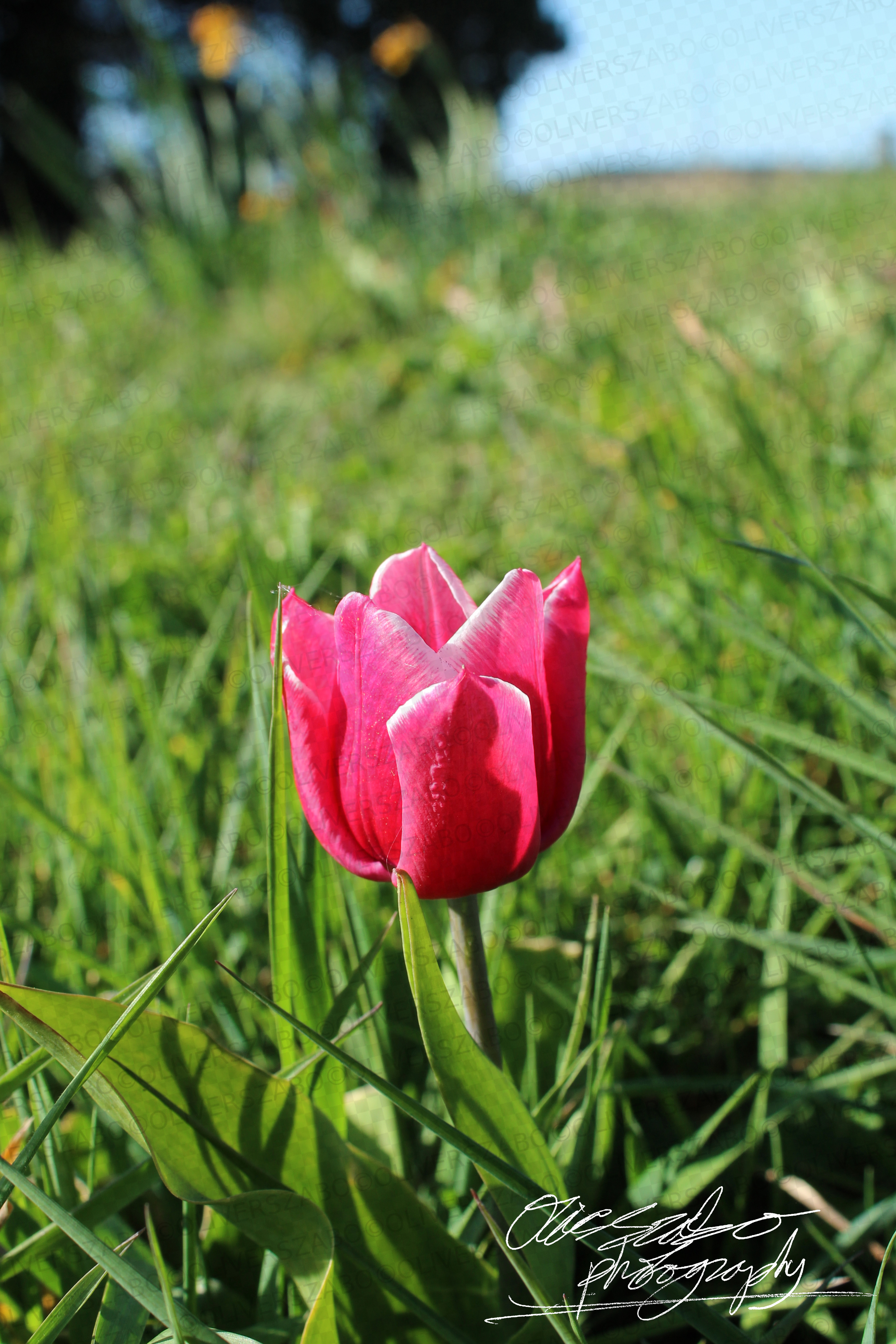 Pink Tulip